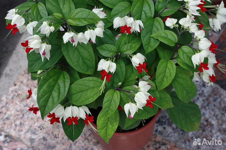 Клеродендрум томпсон