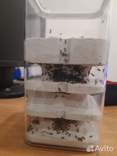 Самодельная ферма с большой колонией лазиус нигер