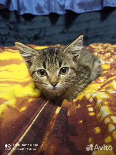 Кошка в дар 10р