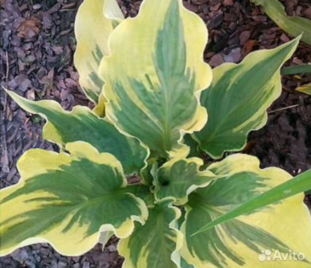Хоста растение саженцы