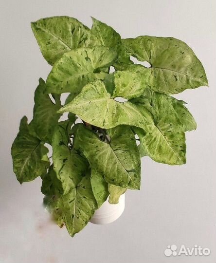 Singonium Green Frickles (Сингониум Грин Фриклес)