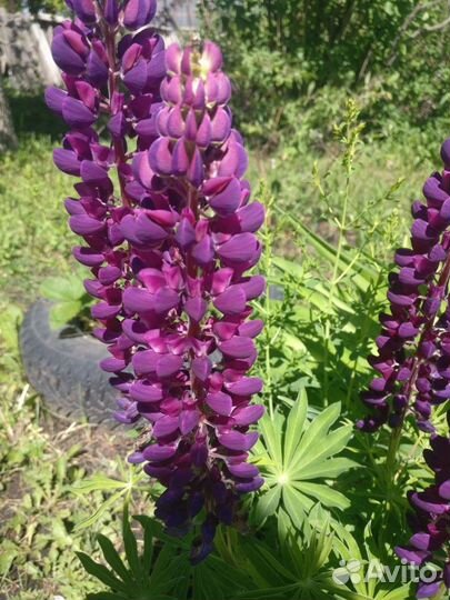 Люпин цветы