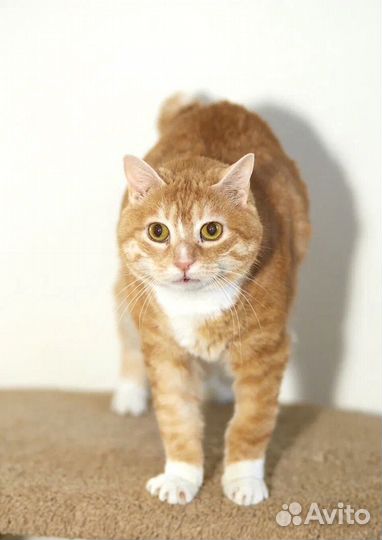 Котик