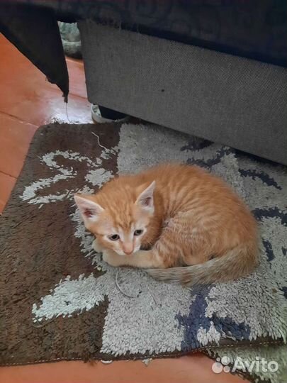 Котята в дар бесплатно