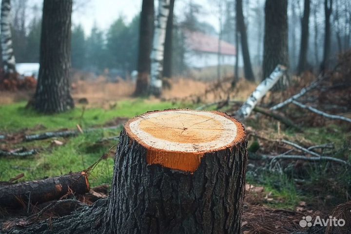 Спил, обрезка и удаление деревье