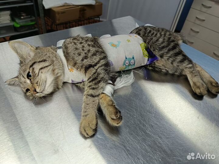 Стерилизация животных