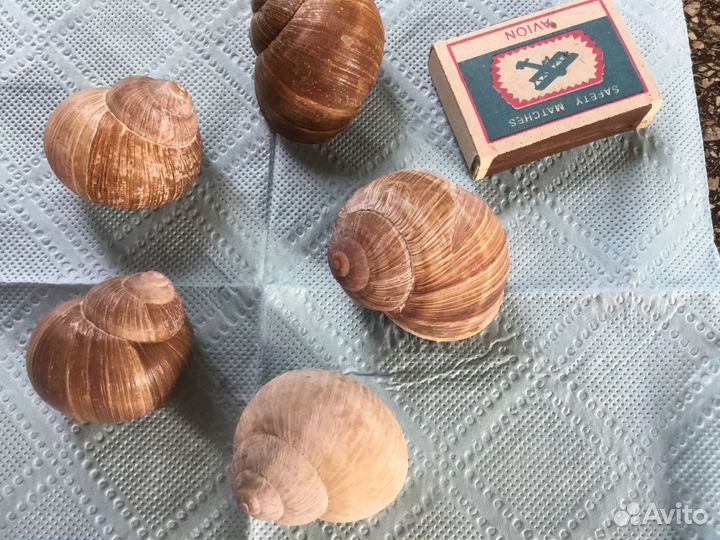 Раковины улиток