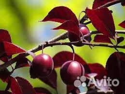 Слива Писсарди саженцы