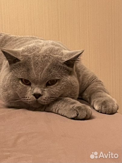 Британская