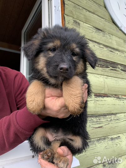 Щенки немецкой овчарки