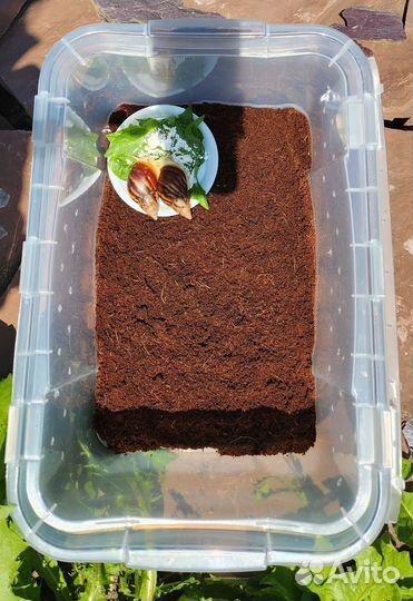 Контейнер с Улитками ахатинами