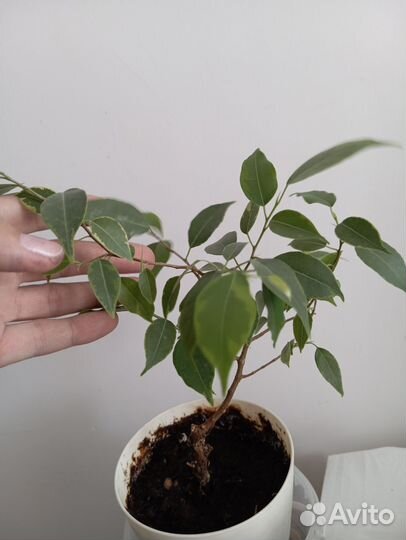 Фикус бенджамина пестролистный