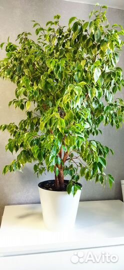 Фикус бенджамина Кинки