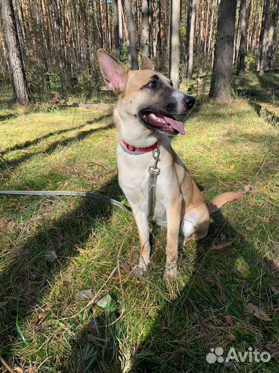 Собака в добрые руки