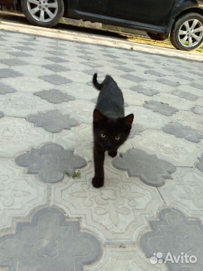 Котята в добрые руки 1.5 месяца