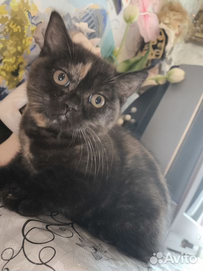 Котята британские