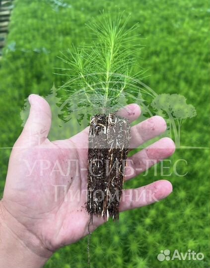 Ель Сосна окс зкс Голуб Ель Горная Сосна саженцы