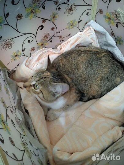 В добрые руки