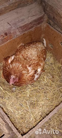 Домашние куриные яйца