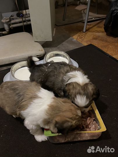 Отдам щенков