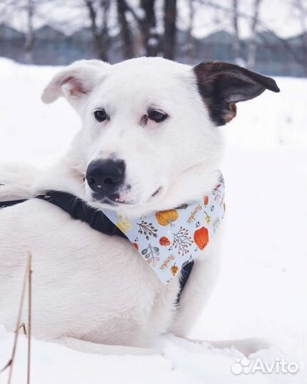 Молодой пёс в добрые руки