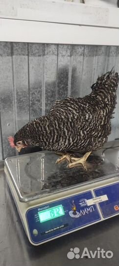 Куры молодки несушки