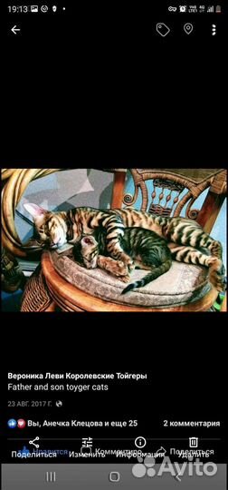 Котята тойгер