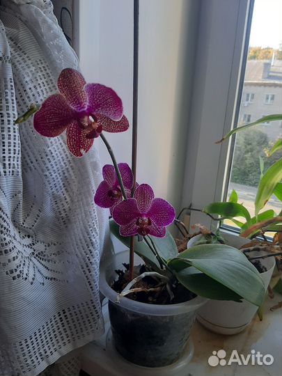 Нолина, замеокулькас, фикусы, маранта, фаленопсис