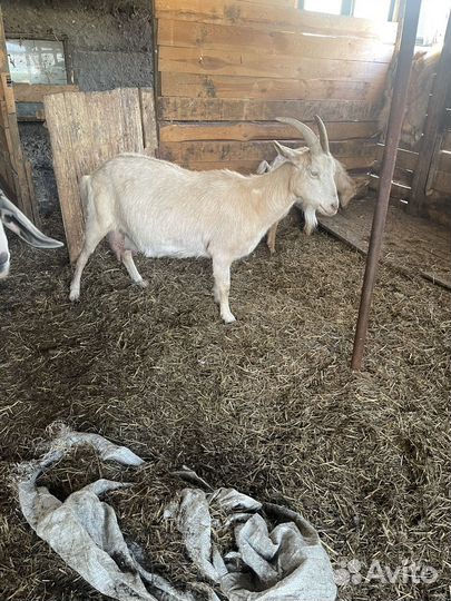 Козы дойные