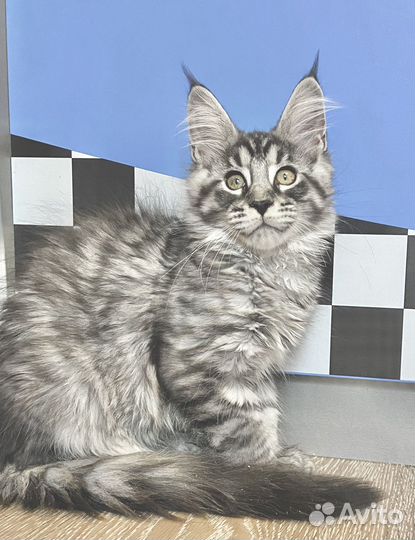 Котята мейн-кун