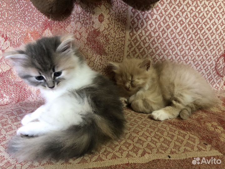Котята