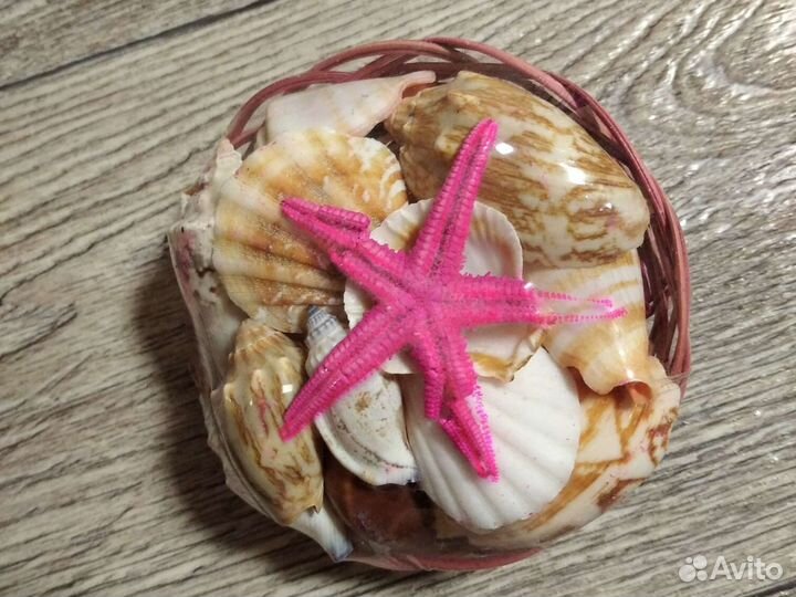 Набор ракушек