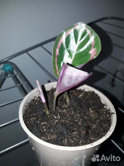 Калатея дотти