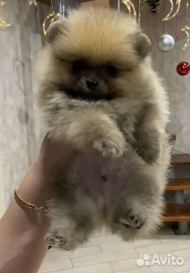 Померанский шпиц мини