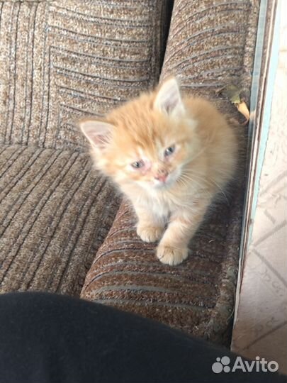 Отдам бесплатно