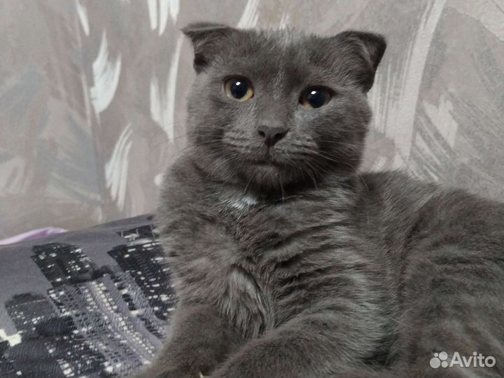 Домашние животные бесплатно кошки