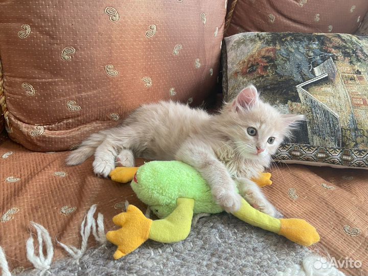 Котёнок