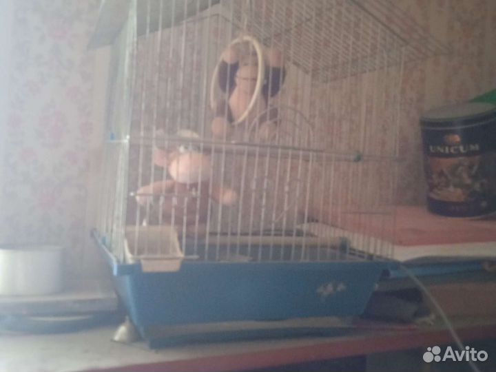Клетка для птиц и драконов