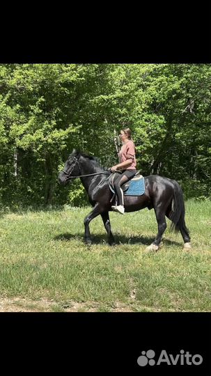 Жеребец пони класс