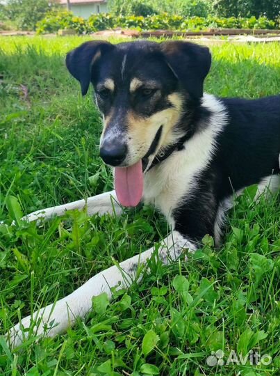 Собака в добрые руки