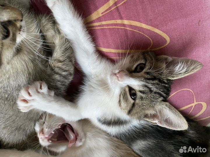 Котята в добрые руки