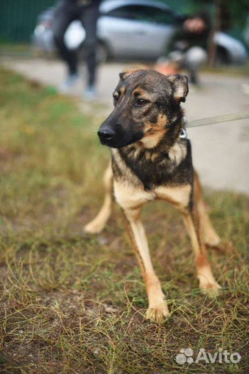Собаки бесплатно в добрые руки