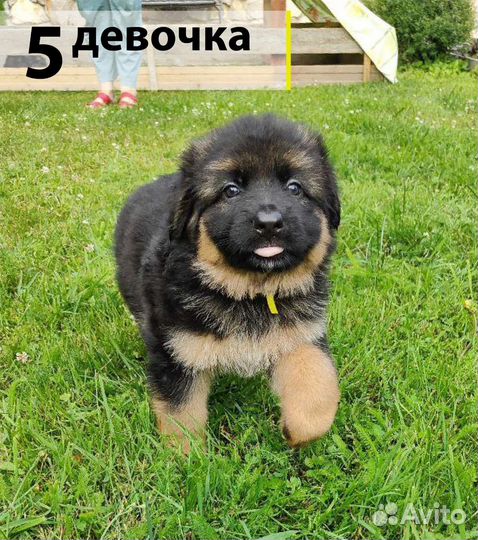 Щенки немецкой овчарки длинношерстной