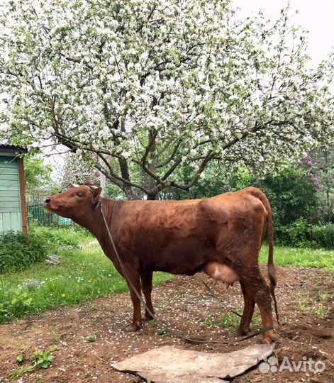 Молоко коровье домашнее