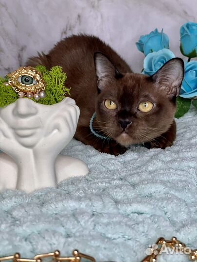 Бурманская девочка соболь пэт или брид