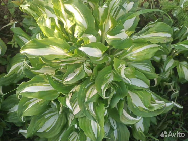Хоста растение