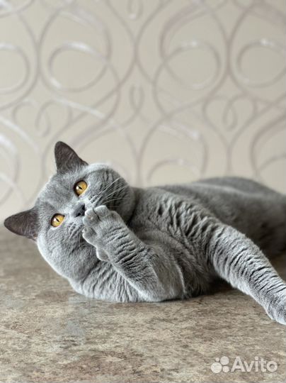 Британский кот