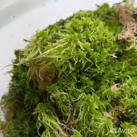 Мох сфагнум
