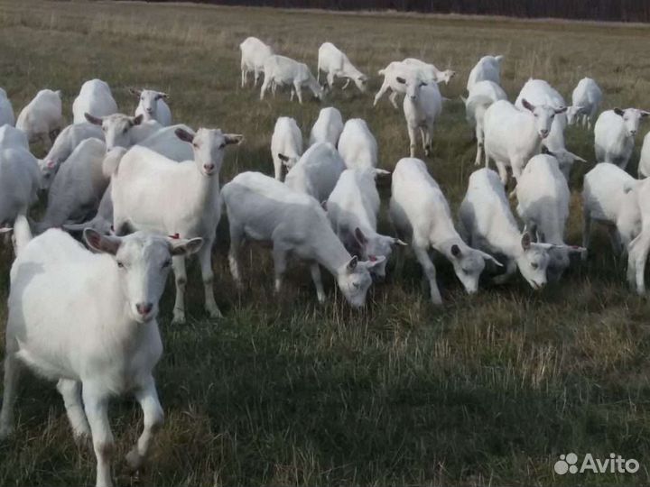 Дойные зааненские козы