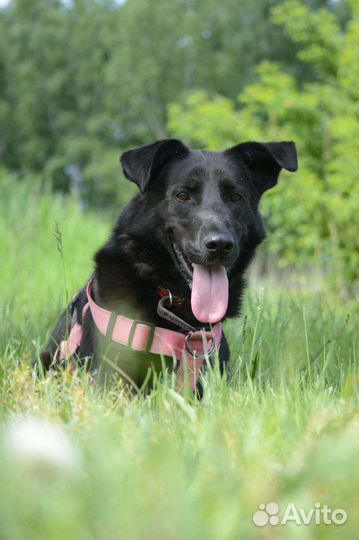 Собака из приюта в добрые руки